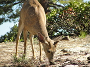 Sequoia National Park