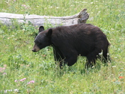 Yellowstone National Park