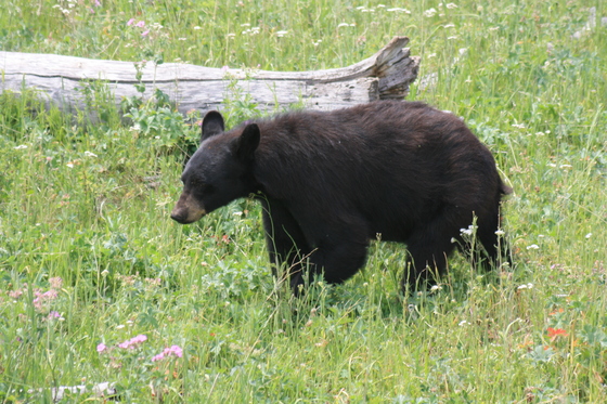 Yellowstone National Park