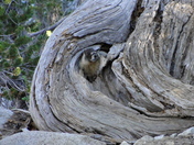 John Muir Wilderness