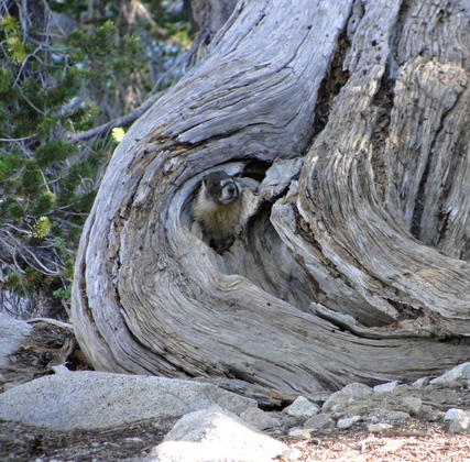 John Muir Wilderness