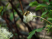 Roosevelt Natl Forest