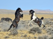 McCullough Peaks BLM wild mustang range.