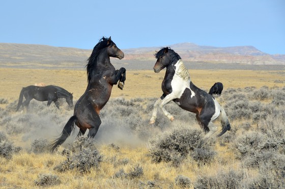 McCullough Peaks BLM wild mustang range.