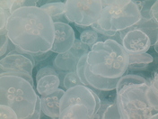 South Prince of Wales Wilderness