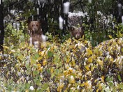 Glacier National Park