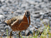 Tongass National Forest, Alaska