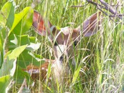 Shenandoah National Park