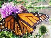 Shenandoah National Park