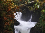 Olympic National Forest