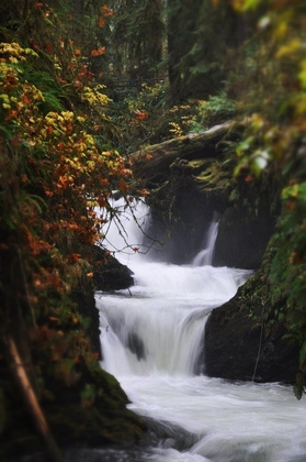 Olympic National Forest