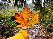 Olympic National Forest
