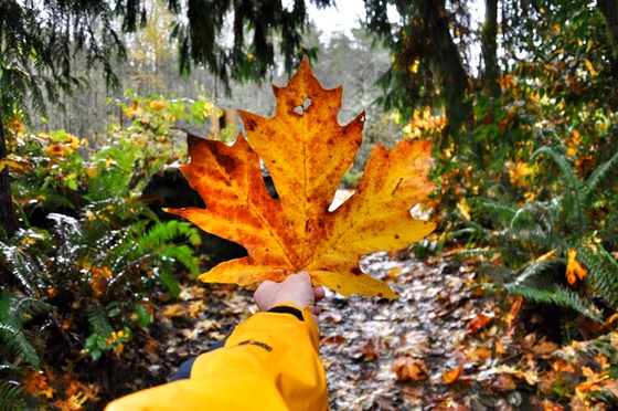 Olympic National Forest