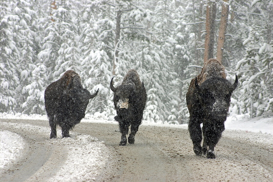 Yellowstone