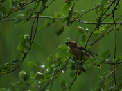 Little Pond Oreille National Wildlife Refuge