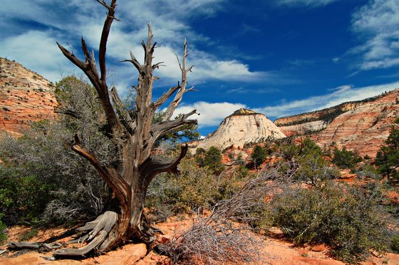 Zion National Park