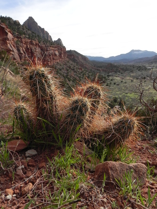 Zion National Park