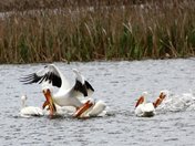 Lee Metcalf Natioanl Wildlife Refuge