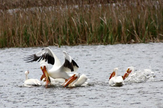 Lee Metcalf Natioanl Wildlife Refuge