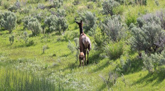Yellowstone National Park