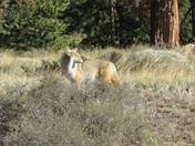 Rocky Mountain National Park