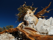 Inyo National Forest - Schulman Grove of Bristlecone Pines