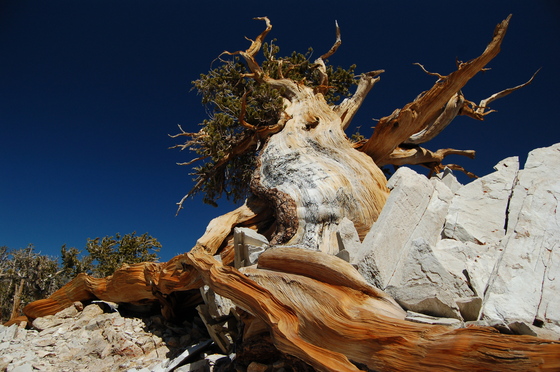 Inyo National Forest - Schulman Grove of Bristlecone Pines