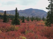 Denali National Park