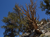 Ancient Bristlecone Pine Forest 
