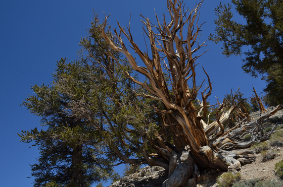 Ancient Bristlecone Pine Forest 