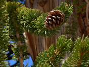 Ancient Bristlecone Pine Forest 