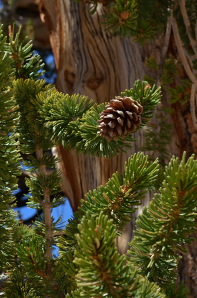 Ancient Bristlecone Pine Forest 