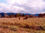  great smoky mtn national park