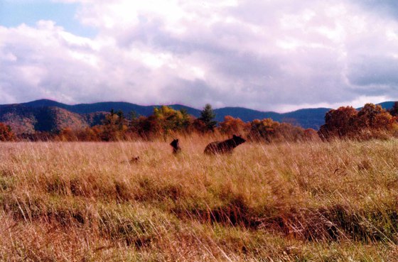  great smoky mtn national park