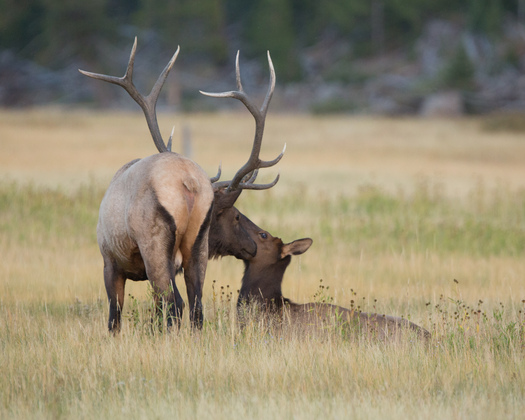Yellowstone national park