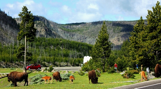 Yellowstone National Park
