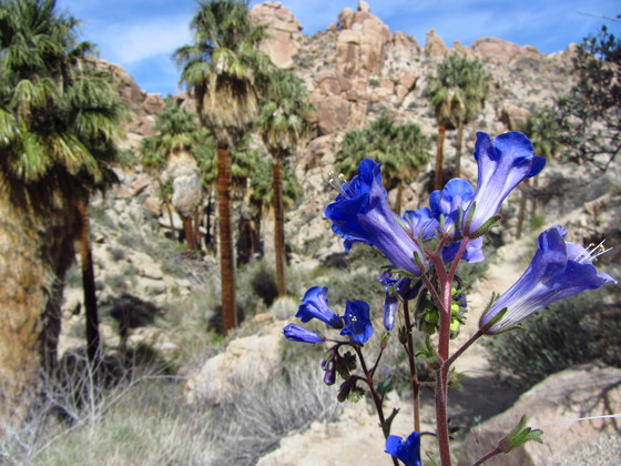 Joshua Tree NP