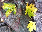 Yosemite National PArk