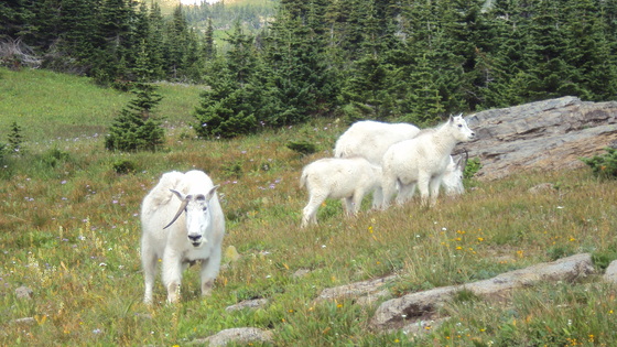 Glacier National Park