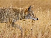 Yellowstone National Park