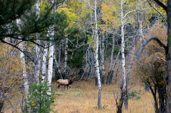 Yellowstone National Park