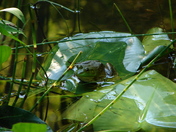 Acadia National Park