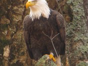 Ottawa National Forest