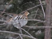 White Mt. National Forest