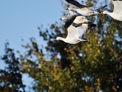 white mt national forest