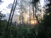 Juniper Springs /Ocala National Forest, FL