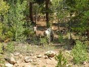 San Isabel National Forest