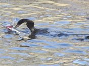 Banks Lake National Wildlife Refuge