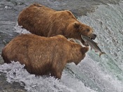 Katmai National Park