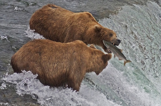 Katmai National Park